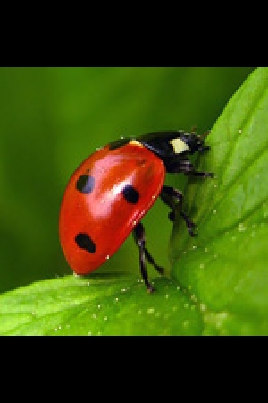 Profile picture for user Женечка